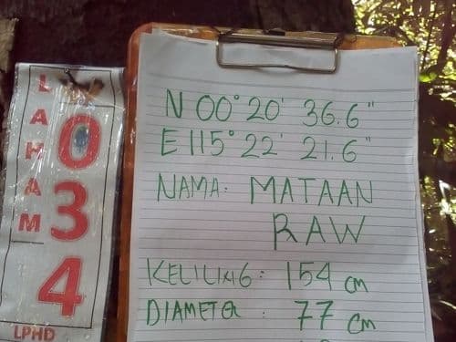 Matahari (mataan raw)