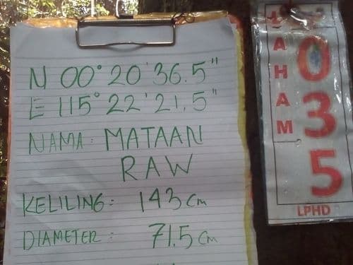 Matahari (mataan raw)