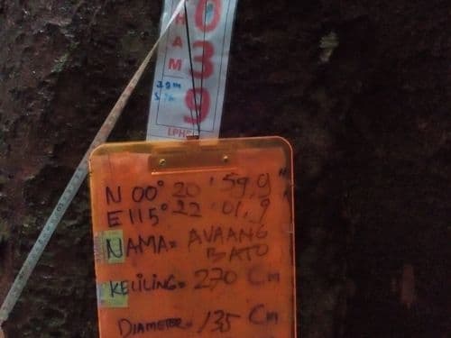 Meranti Batu (avaang bato)