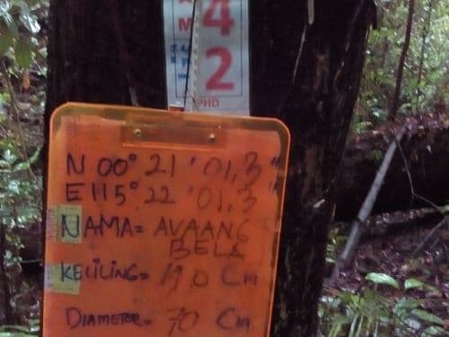 Meranti Merah