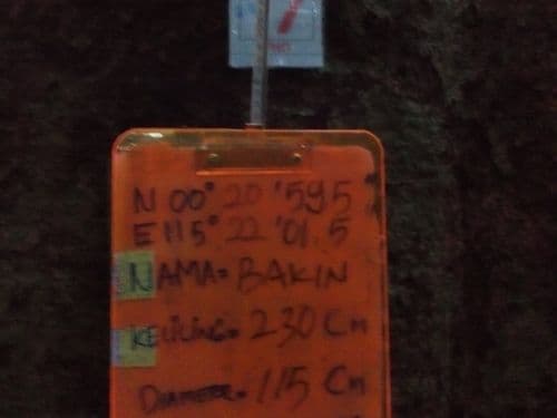 Pohon Buah (bakin)