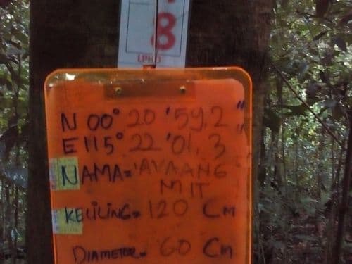 Meranti Kuning