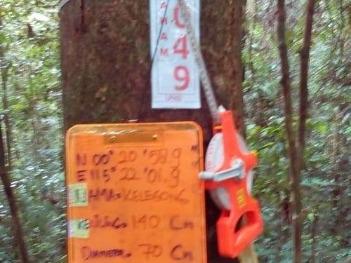 Meranti Kuning