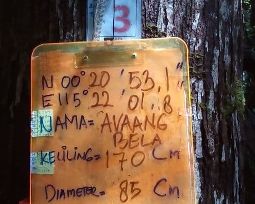 Meranti Merah