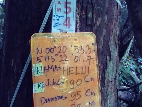 Bengkirai (helui)