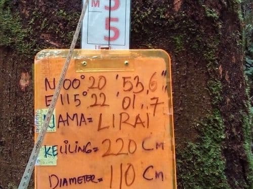 Meranti Putih Kasar