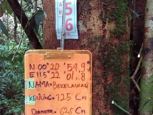 Jambu (bekelawaq)