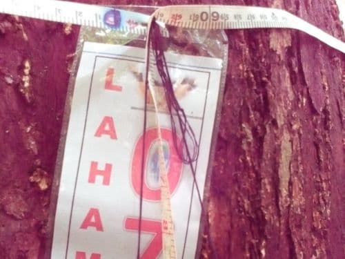 Meranti Merah