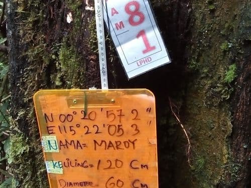 Meranti putih  (maroy)