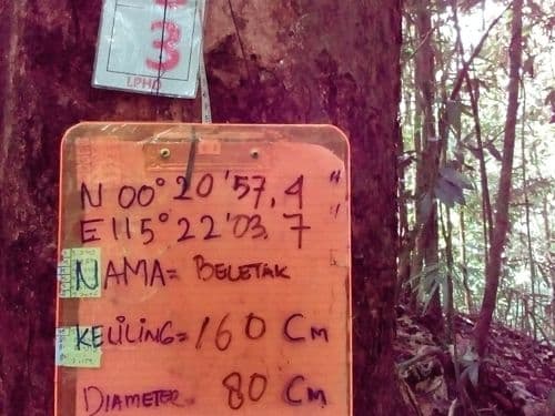 Kacang (beletak)