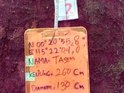 Meranti Putih (ta sem)