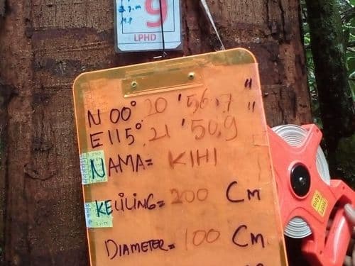 Meranti Putih (kihi)