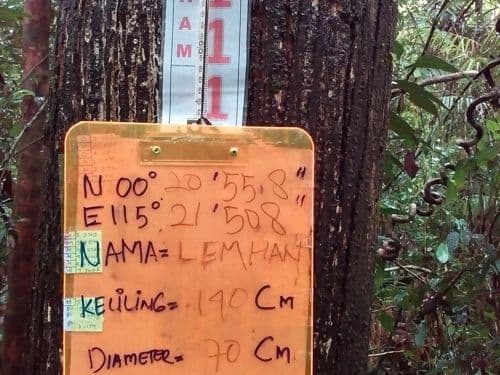 Meranti Putih Kasar
