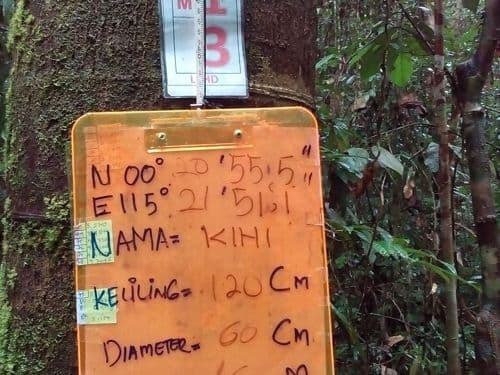 Meranti Putih (kihi)