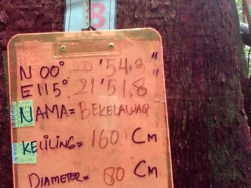 Jambu (bekelawaq)