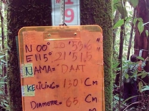 Gelunggang (daat)