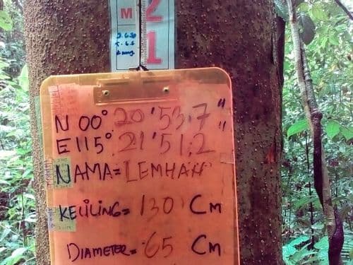 Meranti Putih Kasar