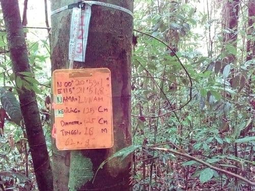Meranti Putih Kulit Halut