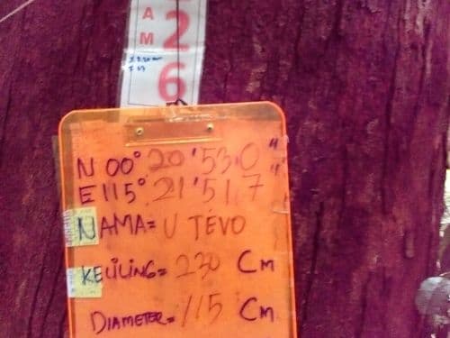 Keruing (uvah tevo)