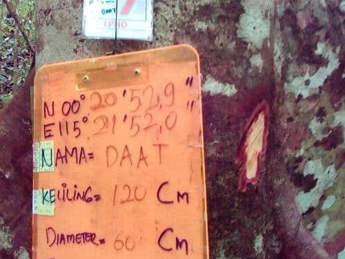 Gelunggang (daat)