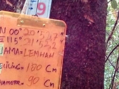 Meranti Putih Kasar