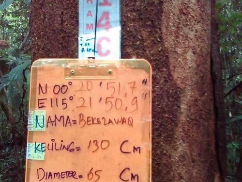 Jambu (bekelawaq)