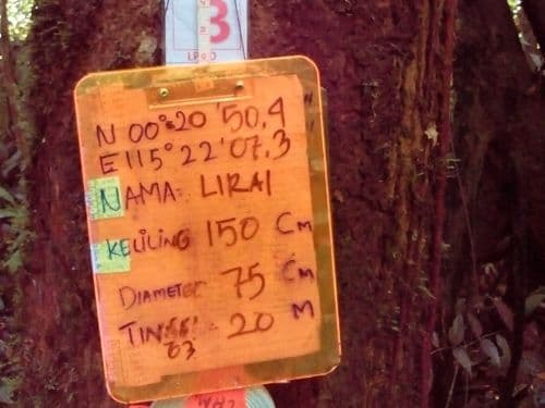 Meranti Putih Halus