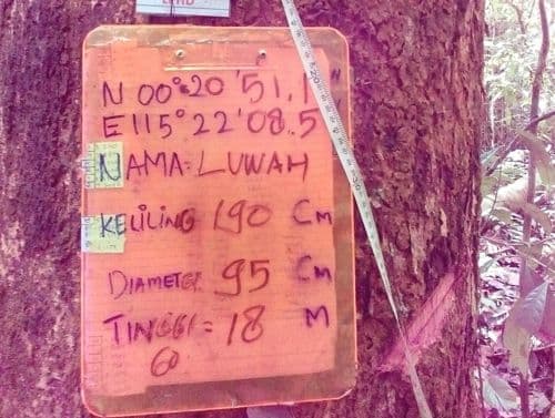 Meranti Putih Kulit Halut