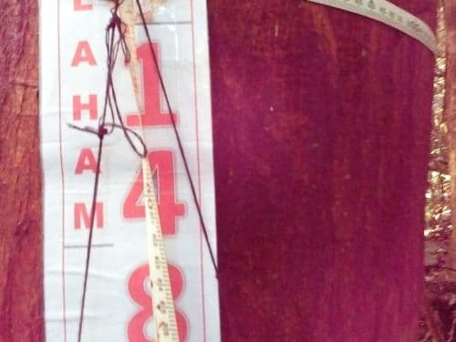 Meranti Merah