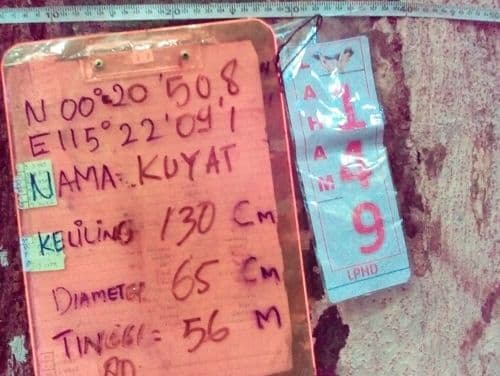 Rimba Campuran (kuyat)