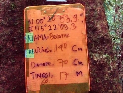 Kacang (beletak)