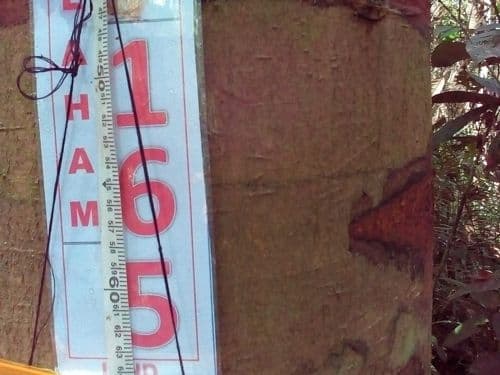 Meranti Kuning