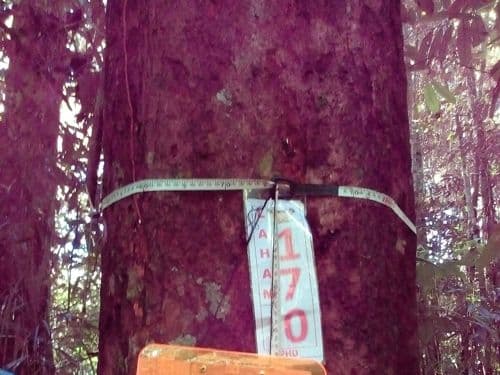 Meranti Putih (mesap)