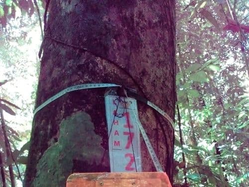 Meranti Putih (mesap)