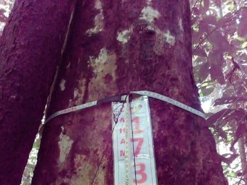 Meranti Merah  (kakaan)