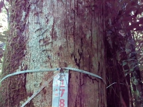 Meranti Merah  (kakaan)