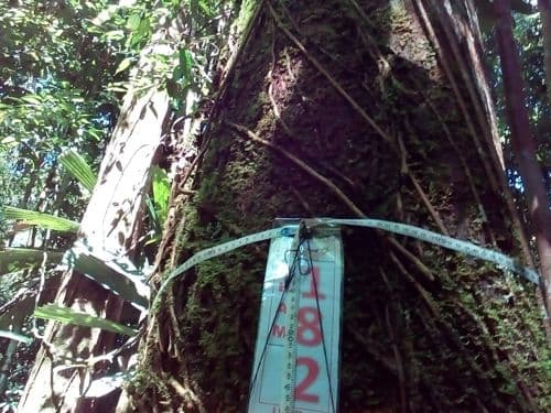 Matahari (mataan raw)