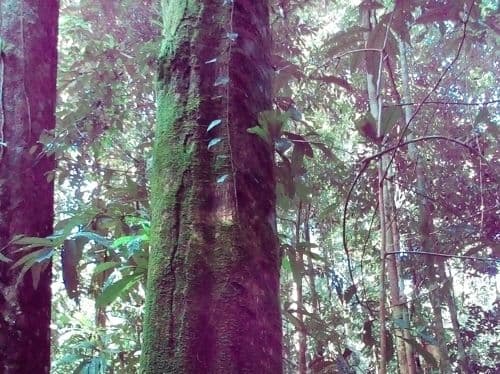 Manggis Hutan (pangin)