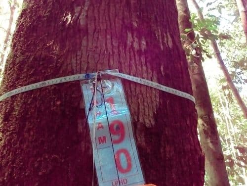 Meranti Putih Kasar