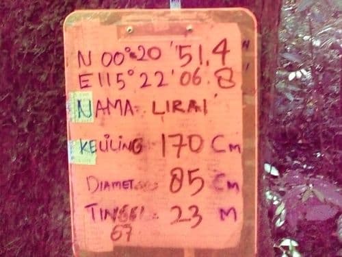 Meranti Putih Halus