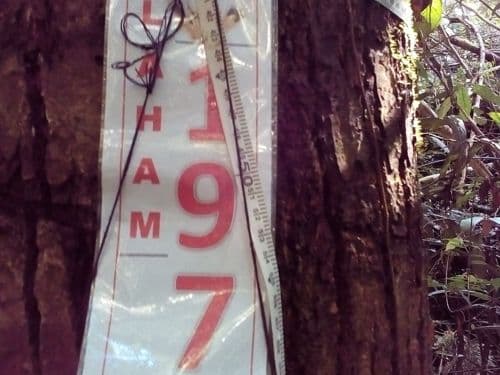 Meranti Putih Halus