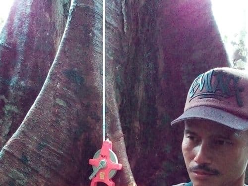 Meranti Batu (avaang bato)