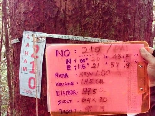 Majau (loo)
