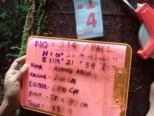 Tengkawang (avaang abi)