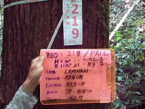 Meranti Putih Kasar