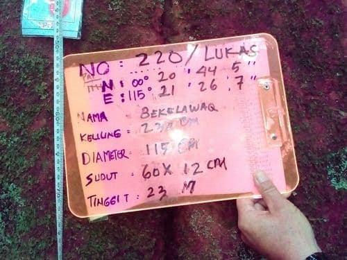 Jambu (bekelawaq)