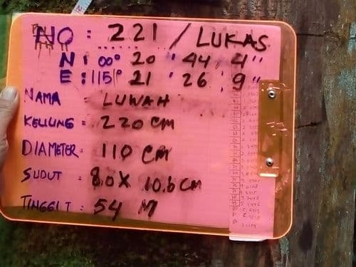 Meranti Putih Kulit Halut