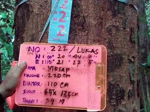 Meranti Putih (mesap)