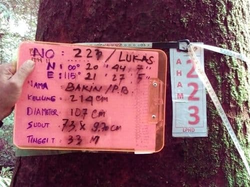 Pohon Buah (bakin)