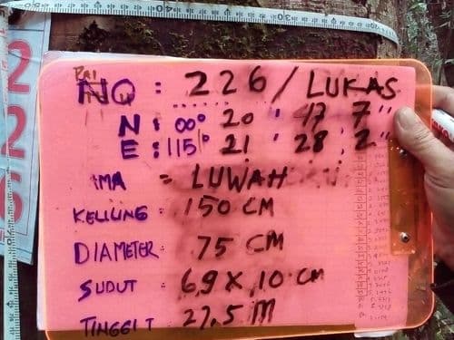 Meranti Putih Kulit Halut
